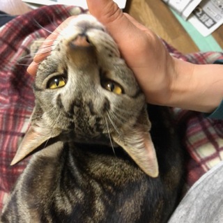 アメショ（Mix？）お顔にスリスリ♥ヨン（仮）