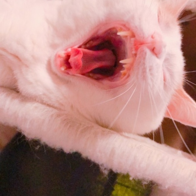 パッソセッテのカバー写真