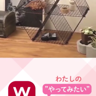 カナディアンフェレット女の子2歳メス