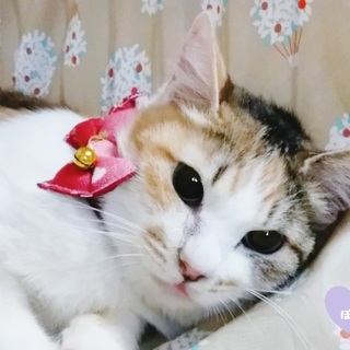 ◆4/7オープンシェルター譲渡会に参加◆ぽぷり◆