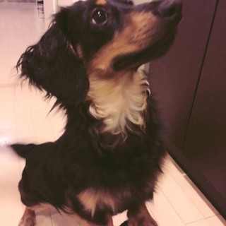 元気なダックスフンド 男の子です