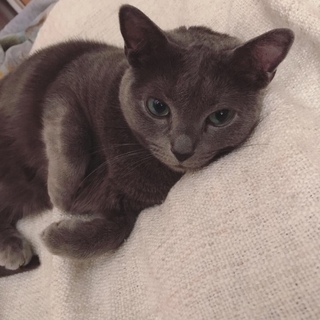 お坊ちゃん猫のロシアンブルー【血統書付き】