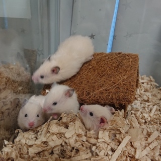 再度ゴルハム里親様募集