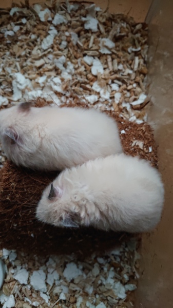 再度ゴルハム里親様募集 サムネイル2