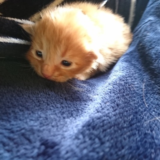 強制終了：急募！茶トラ君の里親募集！