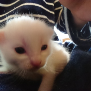 強制終了：急募！三毛猫ちゃんの里親募集！