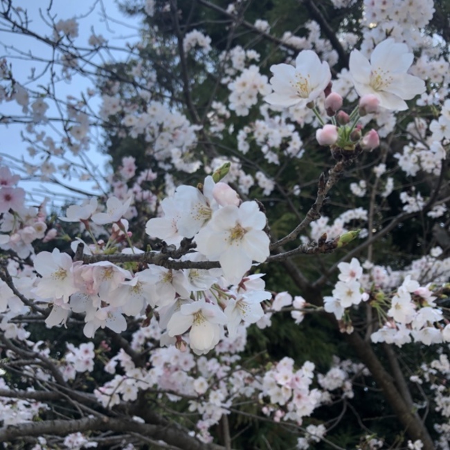 このゆみのカバー写真