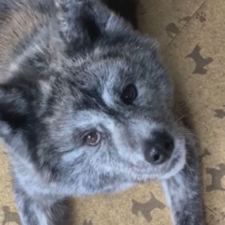 幼顔の香弥(カヤ)ちゃんです(お話し進行中)