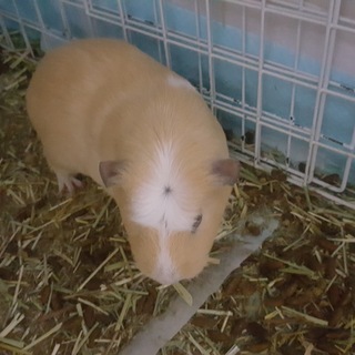 メスモルモット二頭