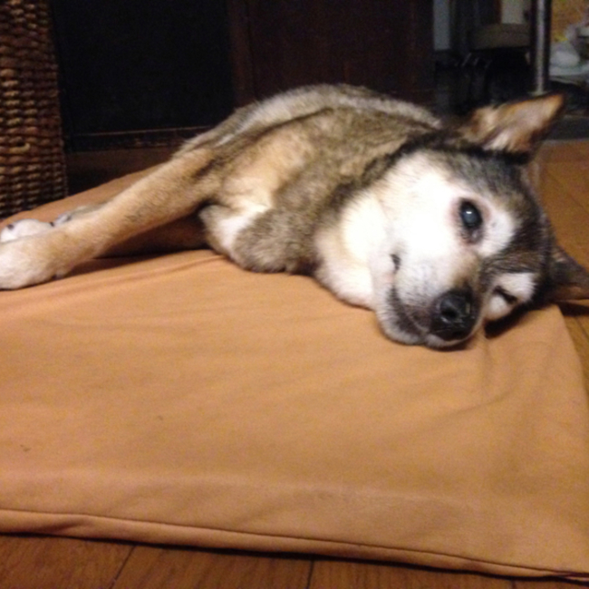 roromaroのカバー写真