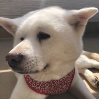 おっとり秋田女子人が大好き-春心ちゃん