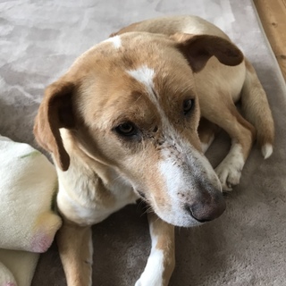 おとなしい子です。幸せにしてあげて下さい！