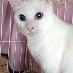 ＊子猫〜中猫譲渡会＊一時預かりボランティアさん募集説明会