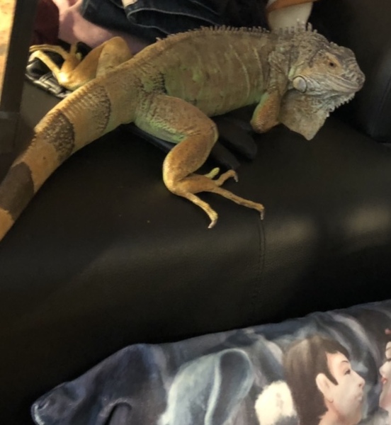 グリーンイグアナ 長崎県 爬虫類 他の里親募集 ペットのおうち 月間利用者150万人