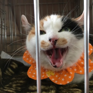 アメリカンカールmixのこごみちゃん