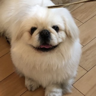 ペキニーズ(犬)の里親募集情報 ペットのおうち【月間利用者