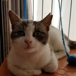 みんにゃの家 保護猫の譲渡会