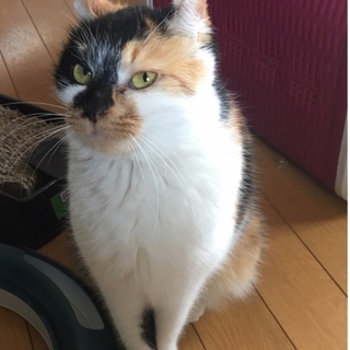 アメリカンカールmixの三毛猫せりちゃん