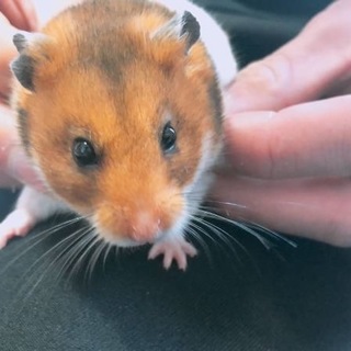 ハムスターです！2号ちゃん♀です