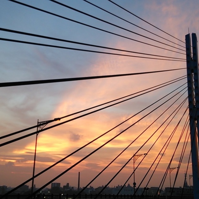 大阪ねことこ掲載担当者のカバー写真