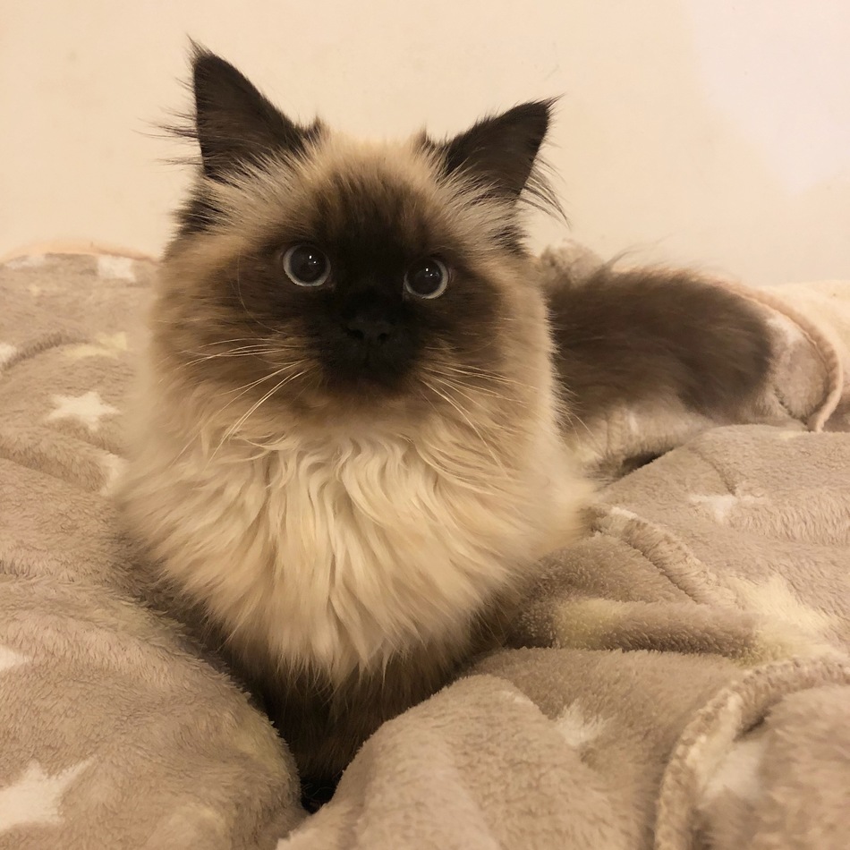 Lilyのカバー写真