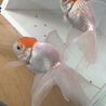 金魚2匹 さん