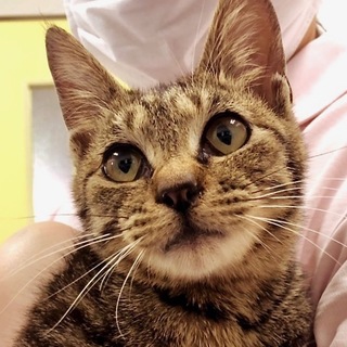 抱っことオモチャ大好き！ドット模様のさくら