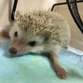 8月29日生まれのオスのハリネズミ