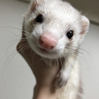 1月16日生まれのメスのフェレットです。