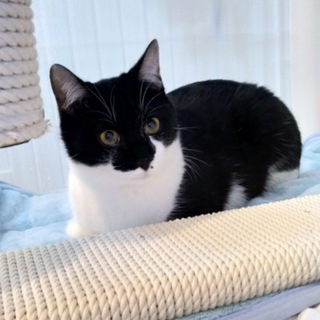 ホクロのある白黒猫ポワン約7・8ヵ月