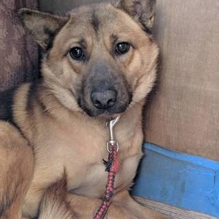 この子を助けてください。