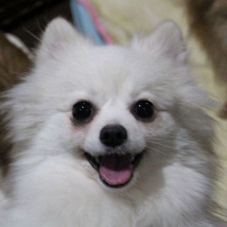 シュッとしたイケワンのしろっちです♪