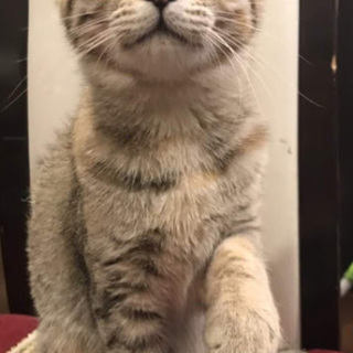 キジトラと三毛のミックス？♀里親決定♪