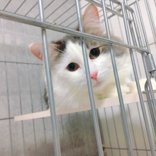 もうすぐ2歳の甘えんぼです。