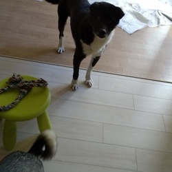 野犬から家庭犬へ、、