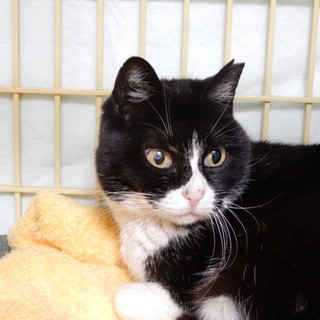 おしゃまな八割れ猫さん