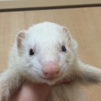 すあま