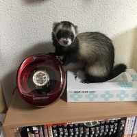 くるみ
