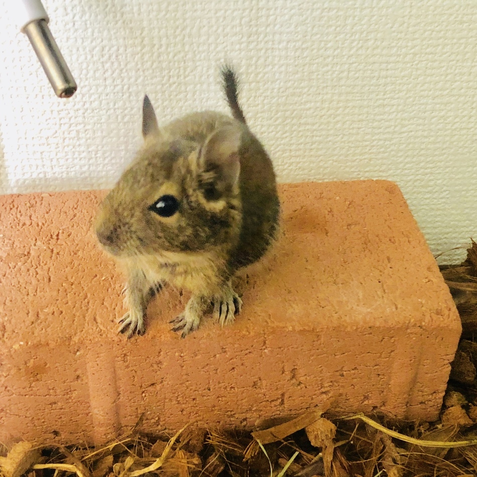 デグーのカバー写真