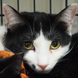 パン一家【ぶどぅ】