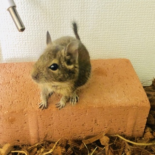 デグー 2ヶ月ベビー
