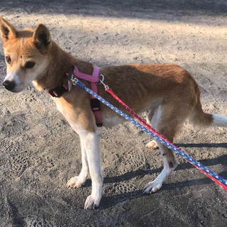 1頭飼い向き人大好きシニアMIXまちこ