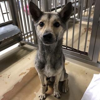 里親決定しました。