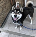 柴犬 ワンパク黒柴のアイマ君