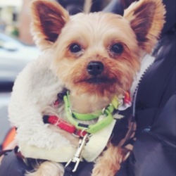 護国寺いぬねこ里親会 サムネイル2