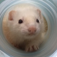 おもち