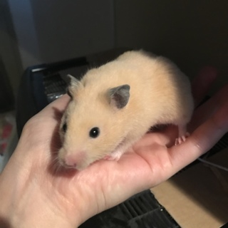 1月31日生まれキンクマ ※一旦終了