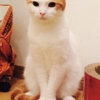 クーちゃんの里親待ってます♂