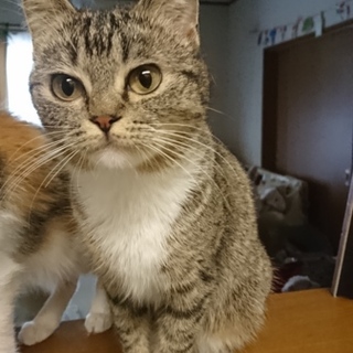 マンチカン長足ちゃん