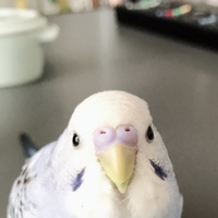 しじみ